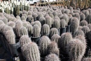 Potted cacti arranged in a garden.