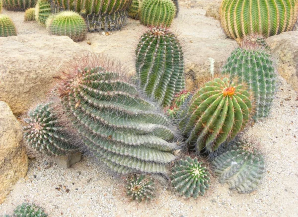 A group of cactus plants in the desert.