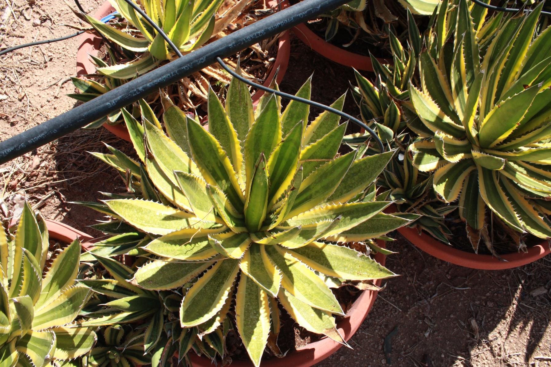 Potted agave plants in outdoor setting.