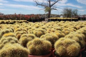 Rows of barrel cacti in pots outdoors.