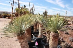 Potted desert plants in outdoor nursery.