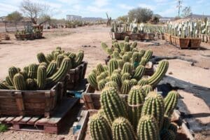 Cacti in wooden boxes at desert nursery.