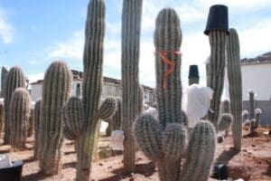Tall cacti with buckets and coverings outdoors.