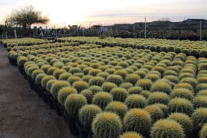 Cactus nursery at sunset with potted cacti.