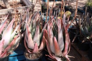 Potted aloe plants with pinkish leaves.