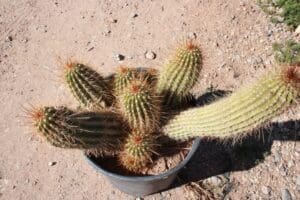 Potted cactus with multiple spiky stems.