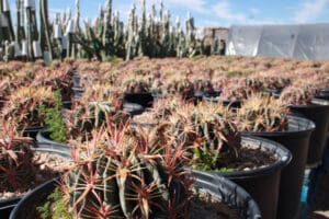 Rows of potted cacti in a nursery.
