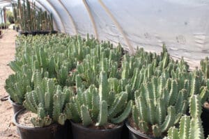 Cacti in pots inside a greenhouse tunnel.