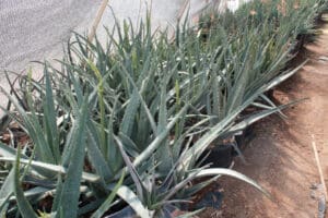 Aloe vera plants in a greenhouse.