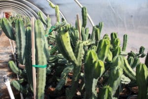 Cacti growing in greenhouse tunnel environment.