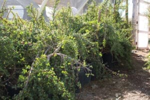 Potted plants in a greenhouse setting.