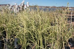 Desert plants growing in outdoor nursery.