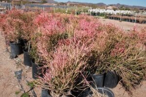 Potted plants in a desert nursery landscape.
