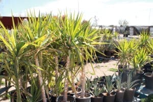 Potted yucca plants in outdoor nursery.