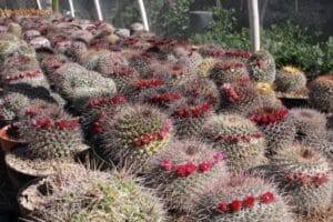Cacti with red flowers in greenhouse.