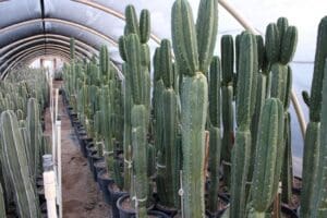 Cacti growing in a greenhouse tunnel.