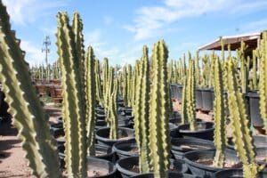 Potted cacti in outdoor nursery setting.