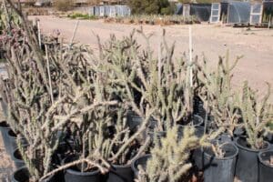 Potted cacti plants in outdoor nursery setting.