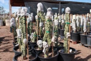 Cacti in pots covered with protective wrap.