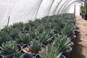 Succulent plants in pots inside greenhouse.