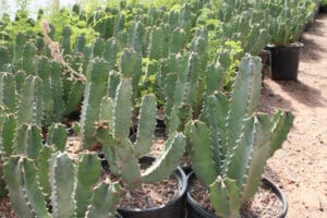 Potted cacti plants in outdoor setting.