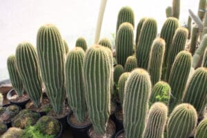 Tall cacti in pots under bright light.