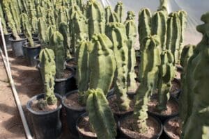Potted cacti in a greenhouse setting.