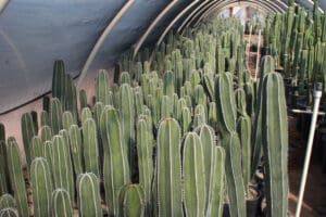 Green cacti in a greenhouse tunnel.