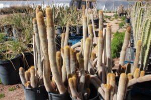 Tall cacti in black pots outdoors.