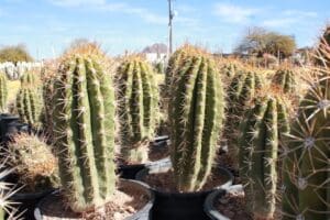 Potted cacti in a sunny outdoor setting.