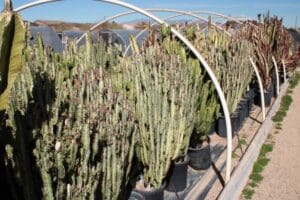 Cacti in pots under greenhouse arches.