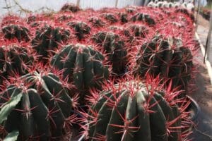 Cacti with red spines in greenhouse.