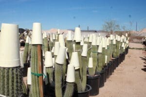 Cacti with protective covers in desert nursery.