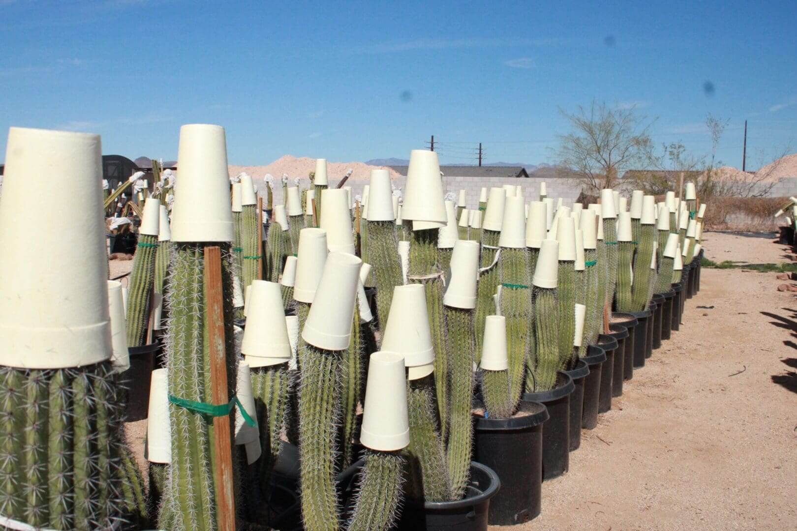 Cacti with protective covers in desert nursery.