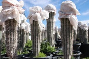 Covered cacti in pots under blue sky.