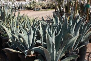 Potted agave plants in outdoor nursery.