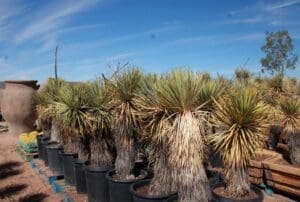 Potted desert plants under a clear sky.