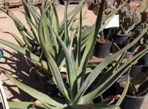 Potted succulents and cacti in outdoor setting.