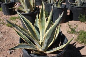 Agave plant in a black plastic pot.