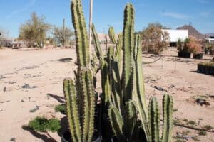 Tall cacti in a desert landscape.