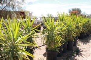 Potted plants lined up in a nursery.
