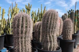 Potted cacti under a clear blue sky.