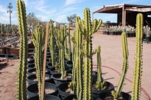 Cacti in pots at a desert nursery.