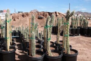 Potted cacti arranged outdoors near dirt mound.