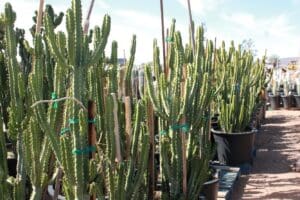 Cacti in pots at outdoor nursery.