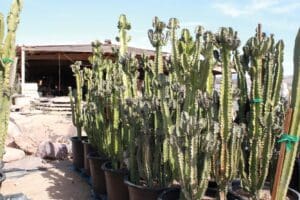 Potted cacti outside a rustic building.