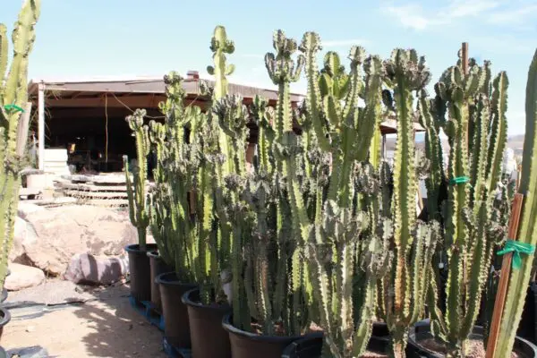 Euphorbia Ingen