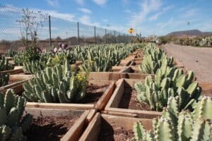 Cacti planted in wooden boxes near fence.
