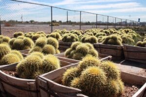 Cacti in wooden boxes by a fence.