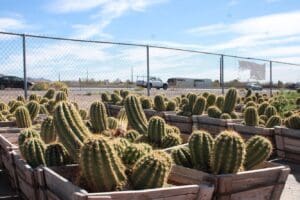 Cacti in wooden boxes under clear sky.